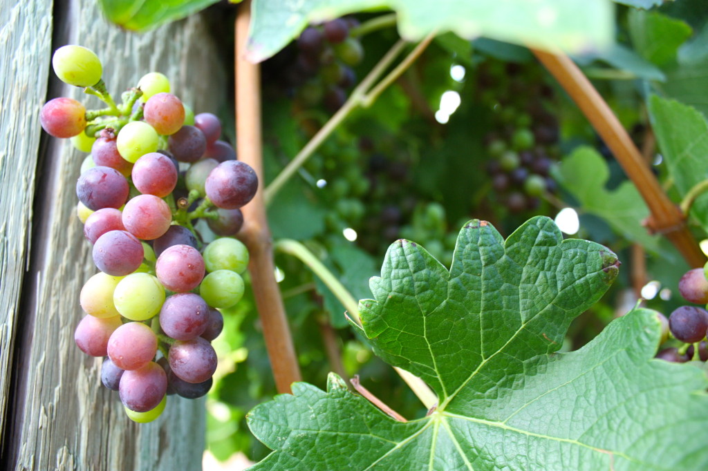 Grape Clusters at Malibu Family Winery
