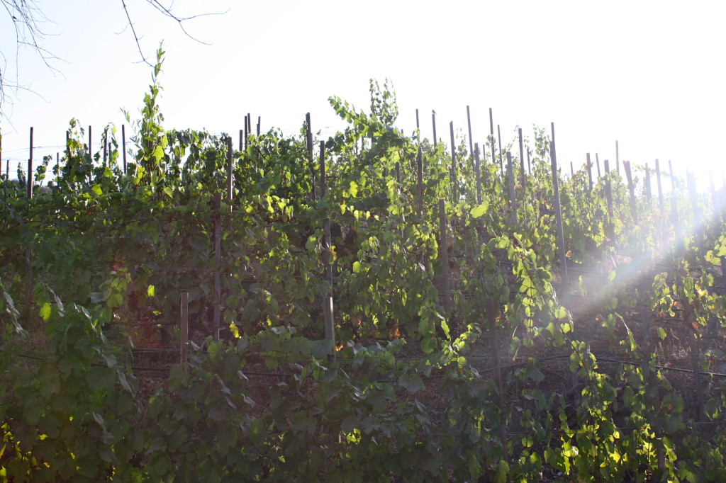 Wine grapes growing in Malibu